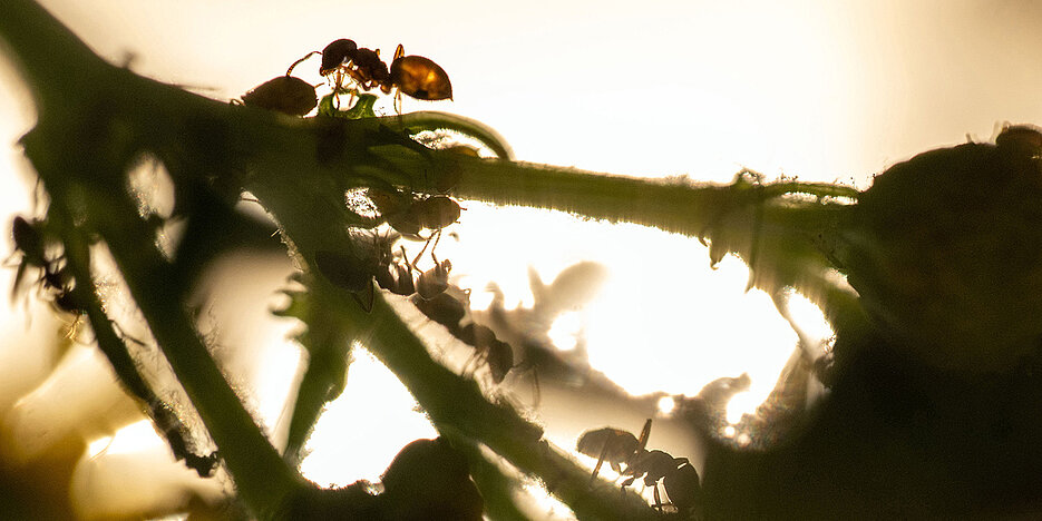 Mehr über den Artikel erfahren Läusemelken statt Wetterleuchten: Bestes Pressefoto Unterfrankens in der Kategorie „Wissenschaft“